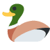 duck